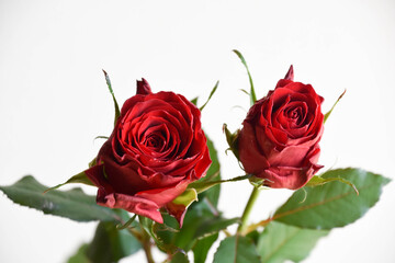 Fototapeta premium 赤い薔薇