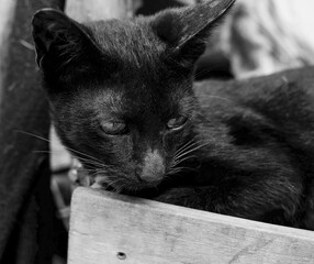 Portrait of a black cat