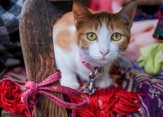 Orange cat on the couch
