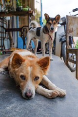 two dogs in front of a house