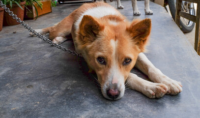 two dogs in front of a house