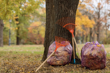 Garbage bags with autumn leaves and rakes near tree in park
