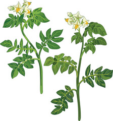 Fototapeta premium Flowering potato plant isolated on white background