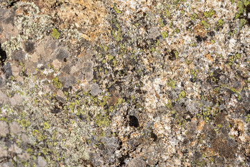 Stone surface covered with moss and lichen close up texture.