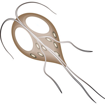 Microscopic illustration of Giardia lamblia parasite with flagella on a transparent background showcasing its oval shape and internal structures in muted brown and white tones a detailed scientific