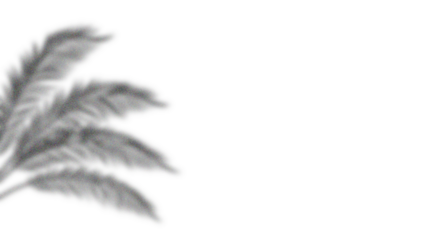 Tropical palm leaf frame on white background, elegant black and white botanical border design with symmetrical fern foliage for summer, nature, or minimalist tropical decoration.