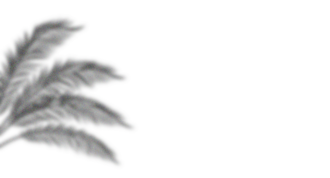 Tropical palm leaf frame on white background, elegant black and white botanical border design with symmetrical fern foliage for summer, nature, or minimalist tropical decoration.