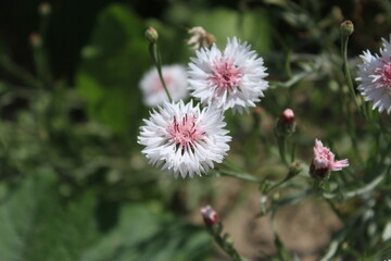 Gentle White Elegance: Pink-Centered Cornflowers in Sunlight