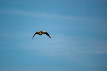 Canard du Cap en vol
