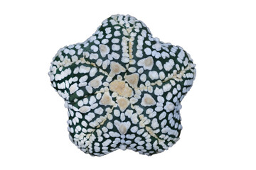 Top view of Astrophytum asterias five fukuryu V type isolated on transparent background png file	
