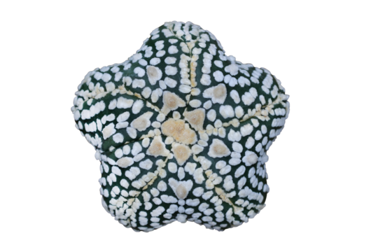 Top view of Astrophytum asterias five fukuryu V type isolated on transparent background png file	
