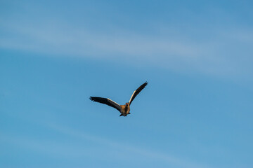 Canard du Cap en vol