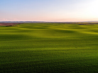 Obraz premium Green agricultural field showing rolling hills and sustainable farming