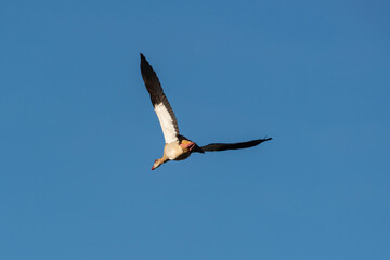 Canard du Cap en vol