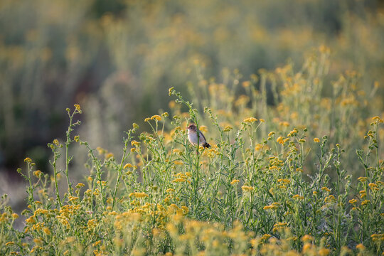 Pipit perch&eacute; dans un champ de fleurs sauvages