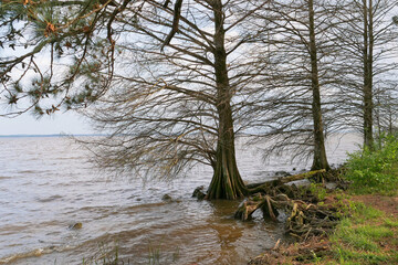 View ot the bald cypress trees with exposed root system (Cypress Knees) in the  wetland of Mississippi, Southern USA