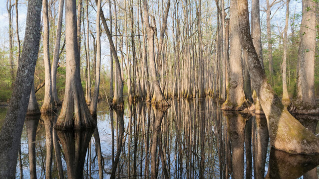 Serene view of the submerged bald cypress trees, showing slender trunks rising from reflective still water in a Southern USA Swamp Forest, Mississippi, USA - Powered by Adobe