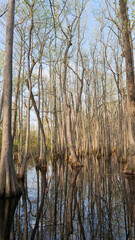 Vertical perspective of submerged bald cypress trees, showing slender trunks rising from reflective still water in a Southern USA Swamp Forest, Mississippi
