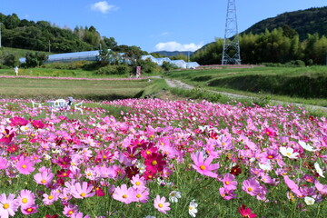 奈半利町平地区のコスモス畑　（高知県）