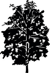 Fototapeta premium Black silhouette of horse chestnut with big crown for landscape design isolated on white background