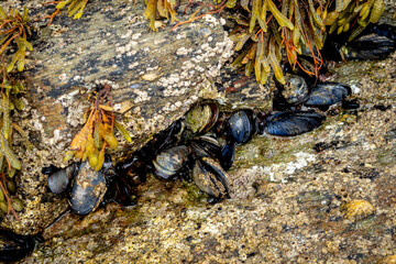 Mussels (Mytilus galloprovincialis) clustered to rocks and surrounded by seaweed during low tide