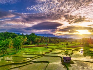 Fototapeta premium Beautiful morning view indonesia Panorama Landscape paddy fields with beauty color and sky natural light
