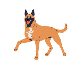 Belgian Malinois dog breed. Smart trained canine pedigree, standing with paw raised. Skilled working shepherd pet, happy doggy with tongue out. Flat vector illustration isolated on white background
