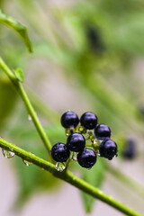 Wet berries, Lenca or Solanum nigrum, are plants that belong to the eggplant family Solanaceae.