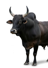 bull on white background