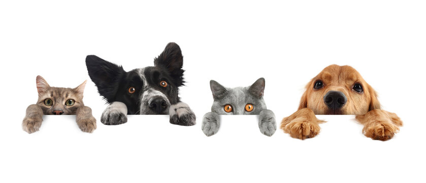 Cute cats and dogs peeking out of banner with paws on it. White background