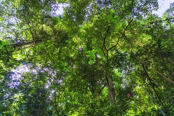 Obraz premium Beautiful morning view indonesia Panorama Landscape paddy fields with beauty color and sky natural light