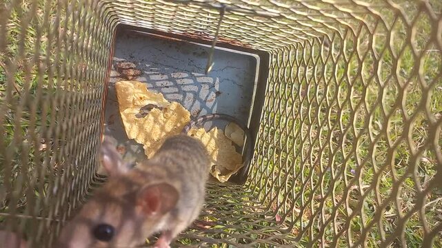 rat is trapped in a metal net. A big mouse is sitting inside the wire mesh, Close-up rat or mouse trapped in trap with natural background photo formats image of open uneven,Video of rat on iron net
