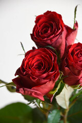 Naklejka premium 赤い薔薇