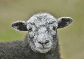 Obraz premium Close up head of a sheep.