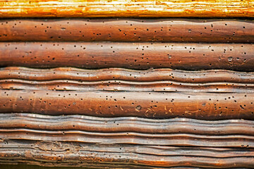 Natural background with the texture of old wood eaten by bark beetles.