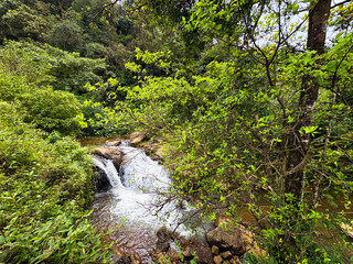 Waterfall river stream in green nature forest