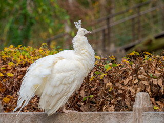White peacock against autumn foliage