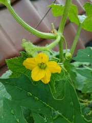 Yellow Melon Flower Blooming in Rooftop Garden