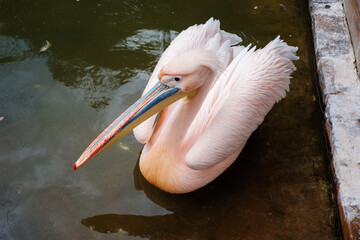 pelican on the water