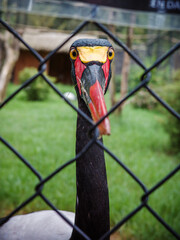 close up of a bird, crane