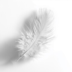 Elegant soft white feather lying on bright background, representing lightness, purity, and minimalist design.