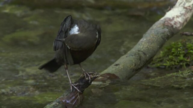 dipper grooming feathers next to bubbling freshwater