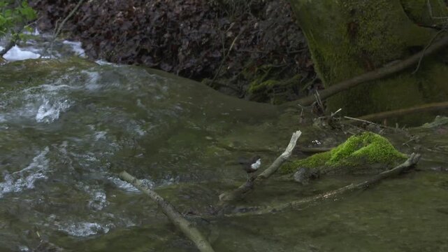 dipper grooming feathers next to bubbling freshwater