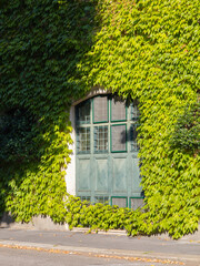 an old house overgrown with green plants