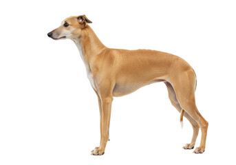 Isolated fawn greyhound posing gracefully with a sleek physique and elegant stance
