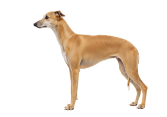 Isolated fawn greyhound posing gracefully with a sleek physique and elegant stance