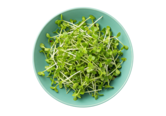 Isolated microgreens growing in teal bowl, superfood trend for food photography close up