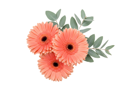 Isolated Gerbera Daisies Bouquet, Peach Flowers Arrangement with Green Eucalyptus Sprigs
