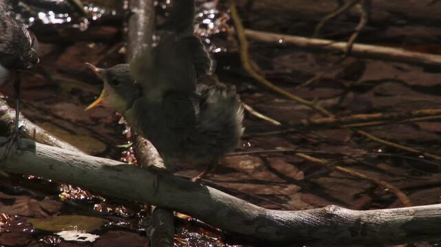 Young dipper being fed by parent