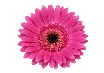 Isolated Vibrant pink Gerbera daisy showing details of its many petals, a floral centerpiece